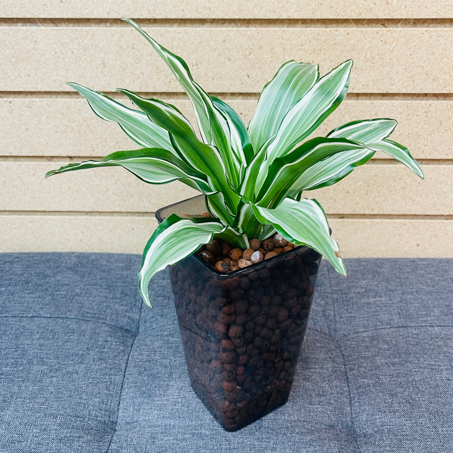 Dracaena Warneckii Compacta Smokey Rectangular Vase, Pre-Planted