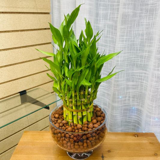 Bamboo Lucky, Large Pedestal Vase, Pre-Planted