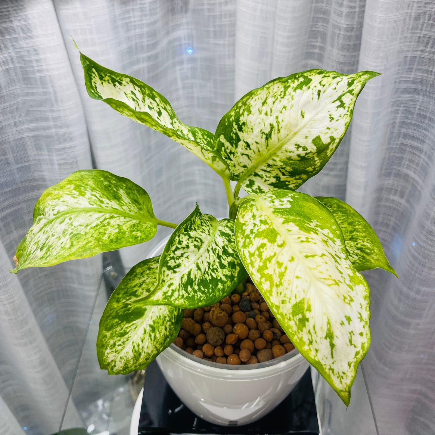 Dieffenbachia Camille 7 Inch, Pre-Planted