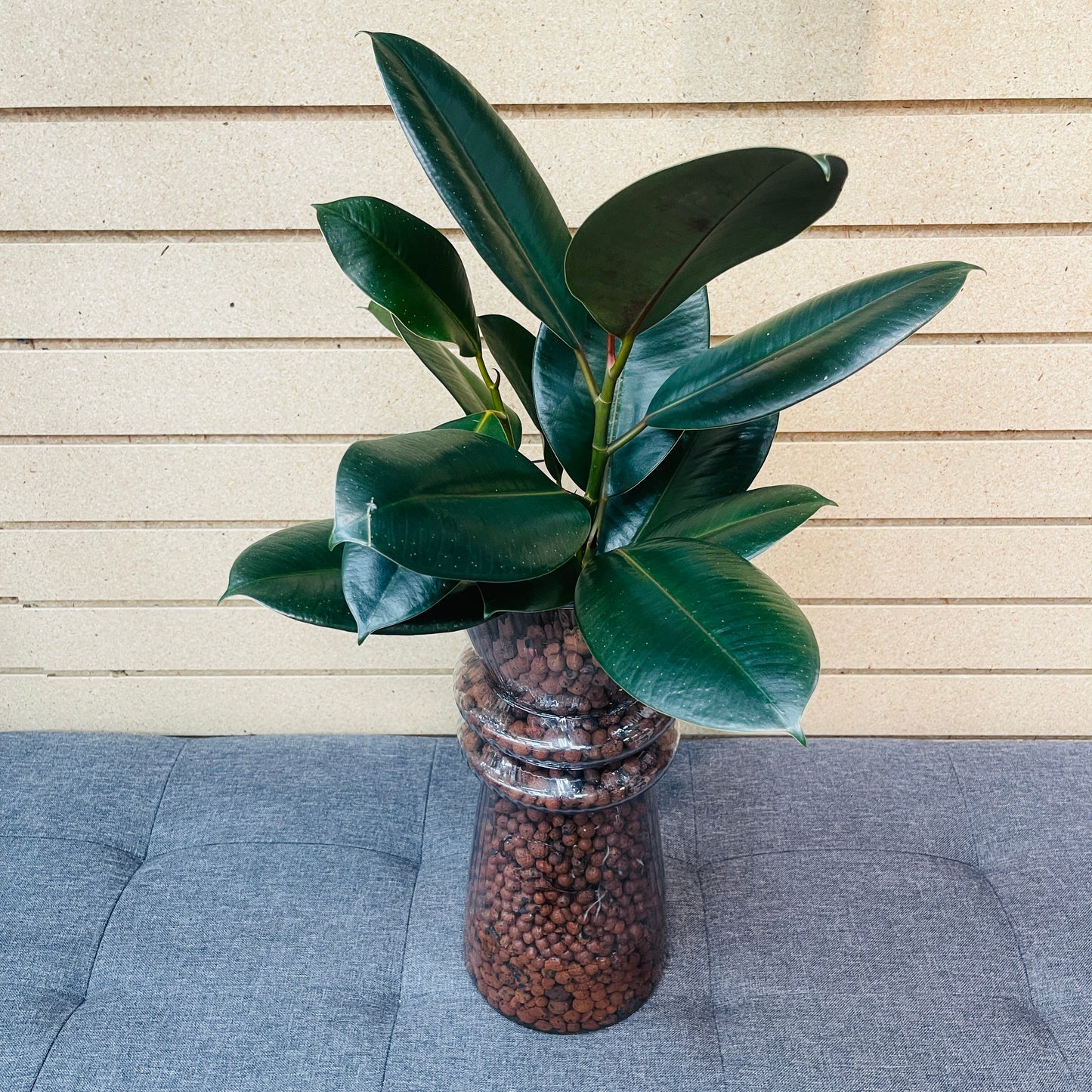 Ficus Rubber Tree Burgundy Tall Tapered Vase, Pre-Planted