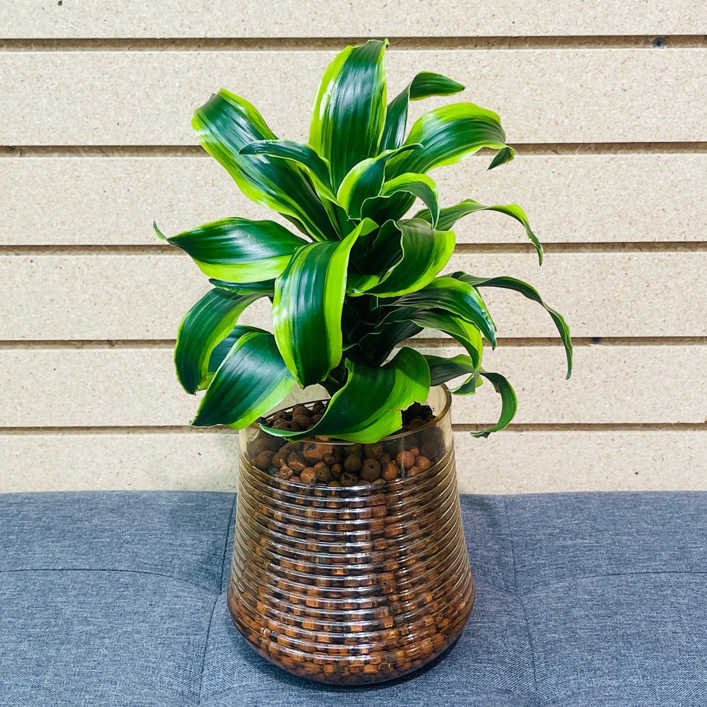 Dracaena Tornado Rippled Vase, Pre-Planted