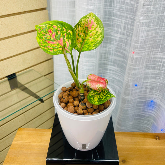 Aglaonema Ruby Ray, Pre-Planted