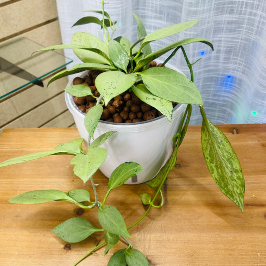 Hoya New Guinea Ghost 7 Inch,  Pre-Planted