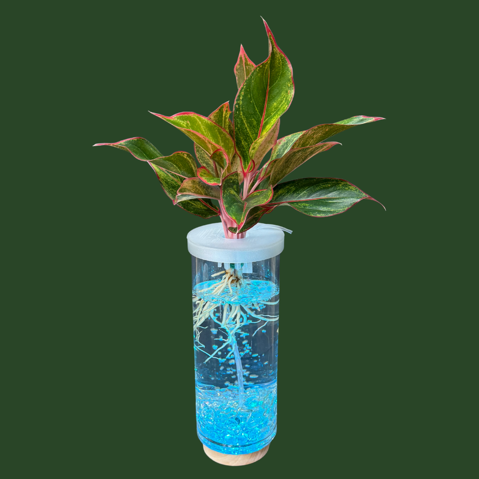 Aquaponic Vase