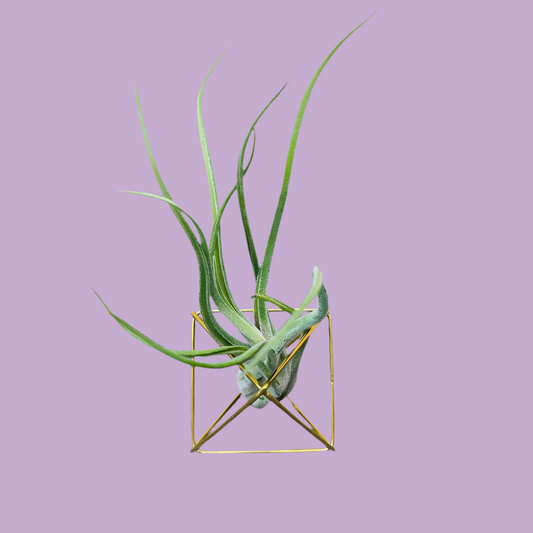 Air Plant - Table Top