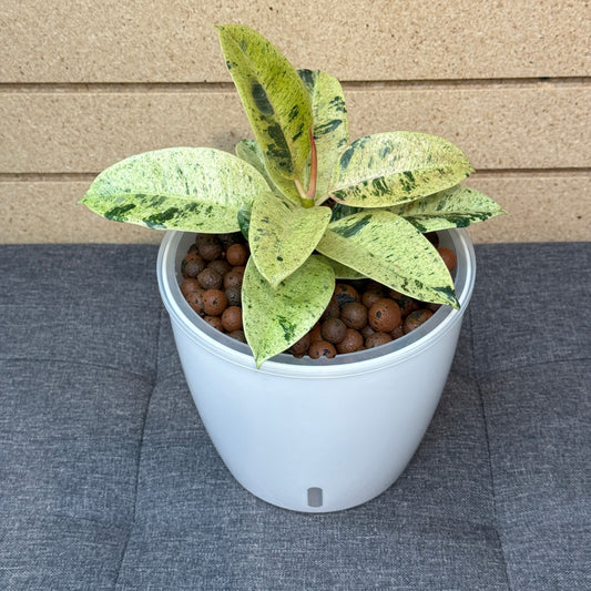 Ficus Rubber Tree Shivereana Moonshine 7 Inch, Pre-Planted