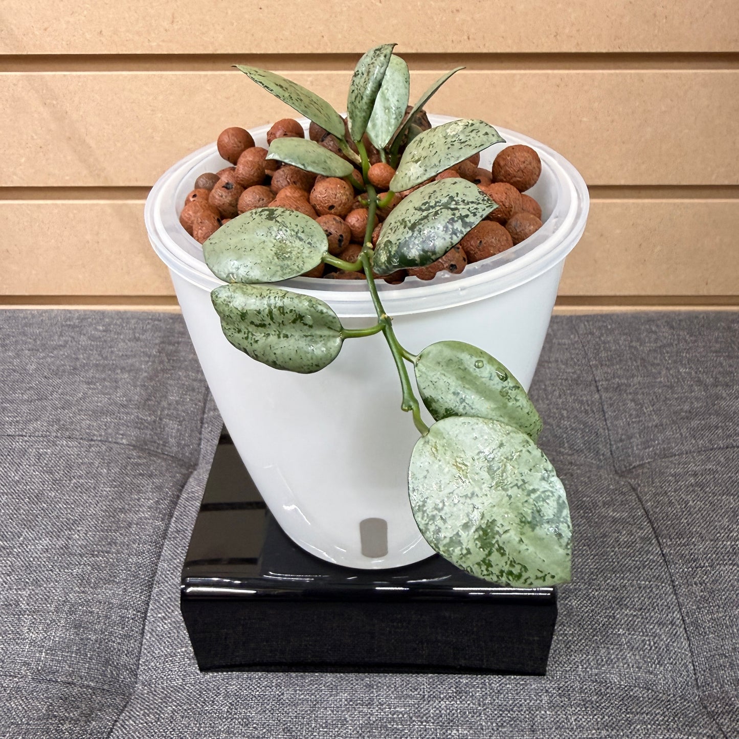 Hoya Lacunosa Lime Coin Pre-Planted
