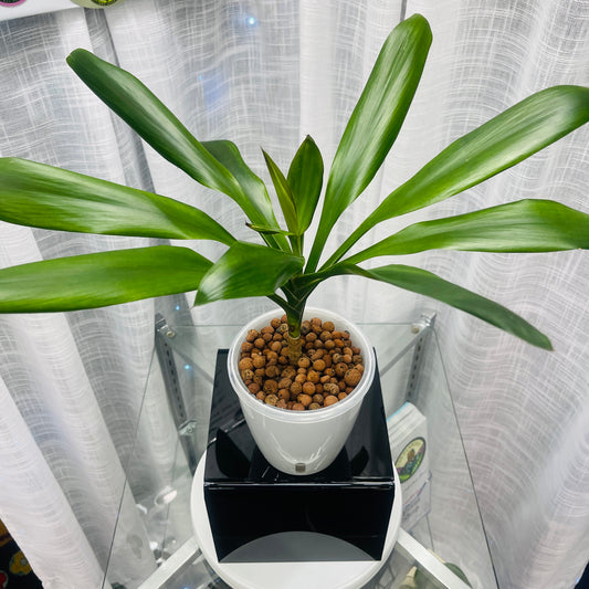 Cordyline Terminalis Ti-Leaf (Good Luck) Plant, Pre-Planted