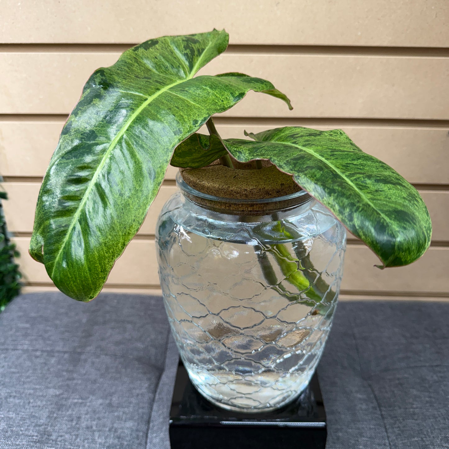 Vase with Plant