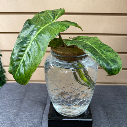 Vase with Plant