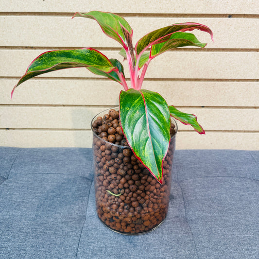 Aglaonema Siam Aurora Large Pedestal Vase, Pre-Planted