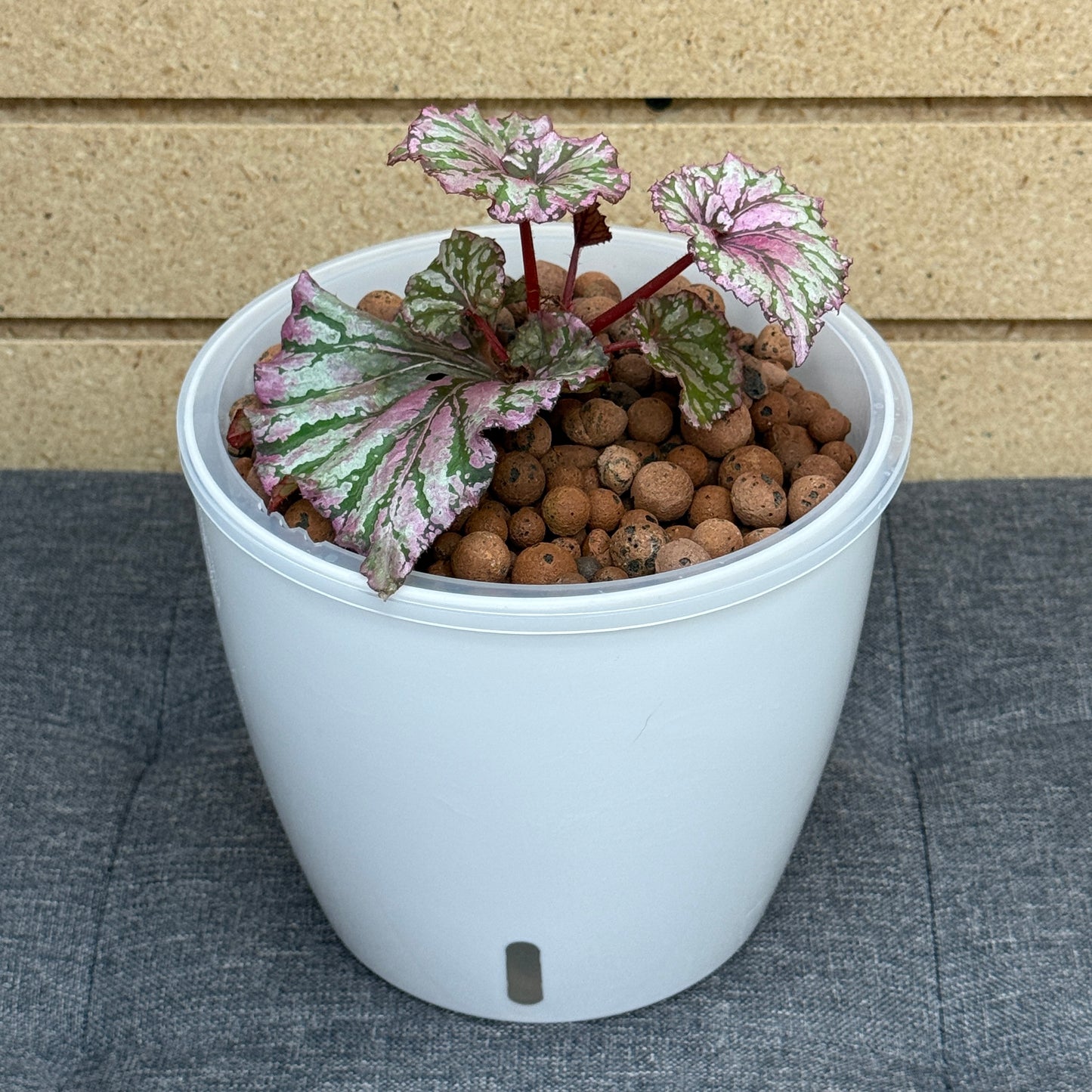 Begonia Rex Begonia Ruby Slippers 7 Inch, Pre-Planted