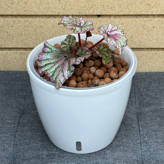 Begonia Rex Begonia Ruby Slippers 7 Inch, Pre-Planted