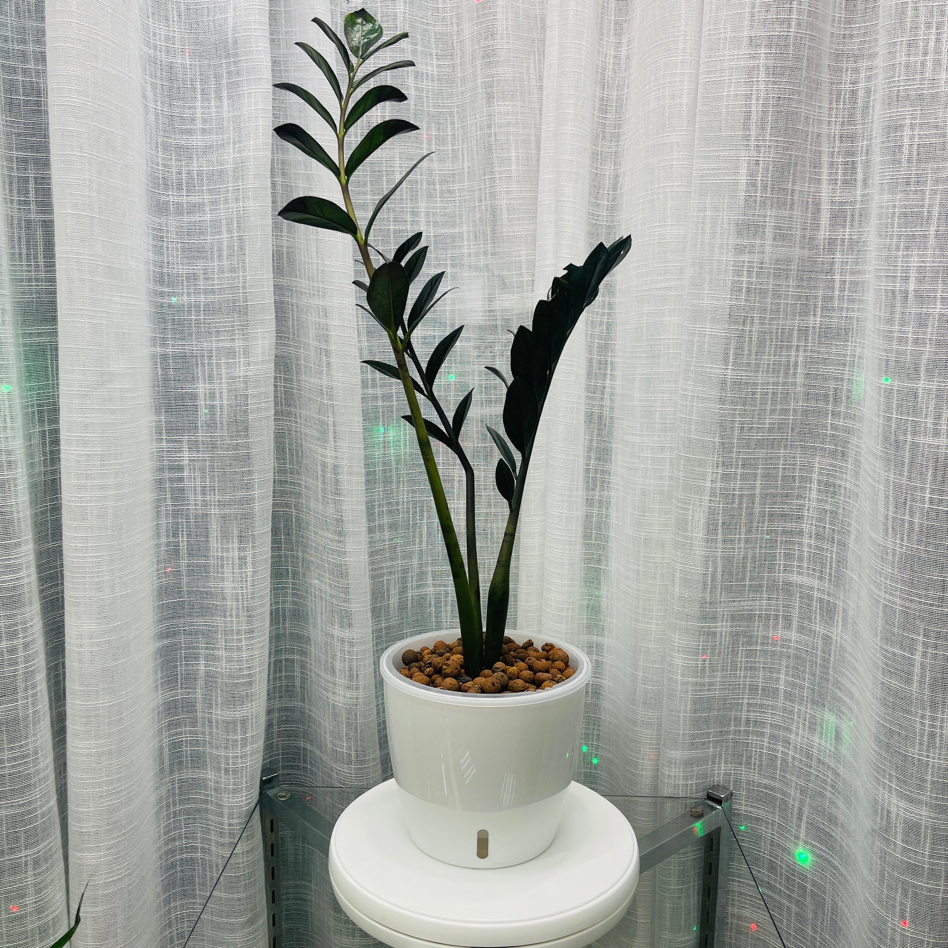 zz plant leca ZZ Raven Zamioculcas Zamiifolia 7 Inch, Pre-Planted – LV Plantas