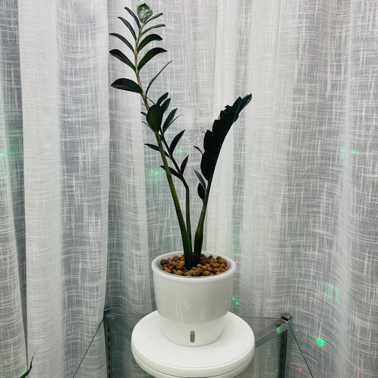 ZZ Raven Zamioculcas Zamiifolia 7 Inch, Pre-Planted