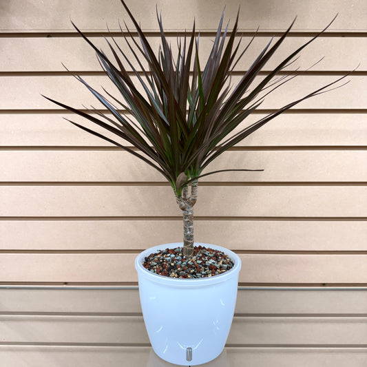 Dracaena Marginata 7 Inch, Pre-Planted