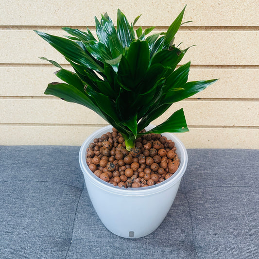 Dracaena Janet Craig 7 Inch,  Pre-Planted