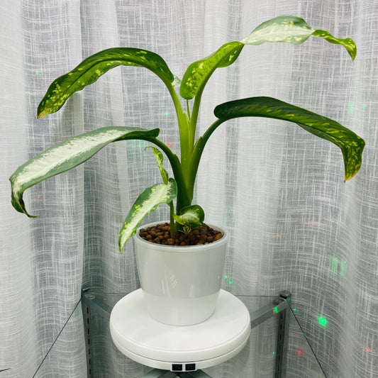 Dieffenbachia Panther 7 Inch, Pre-Planted