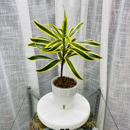 Dracaena Song of India, Pre-Planted