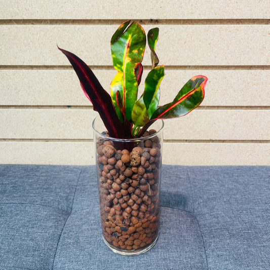 Croton Mammy Large Vase, Pre-Planted