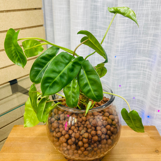 Philodendron Burle Marx Vase Bowl, Pre-Planted