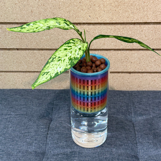 Dieffenbachia Star Bright Self-Watering Vase S , Pre-Planted