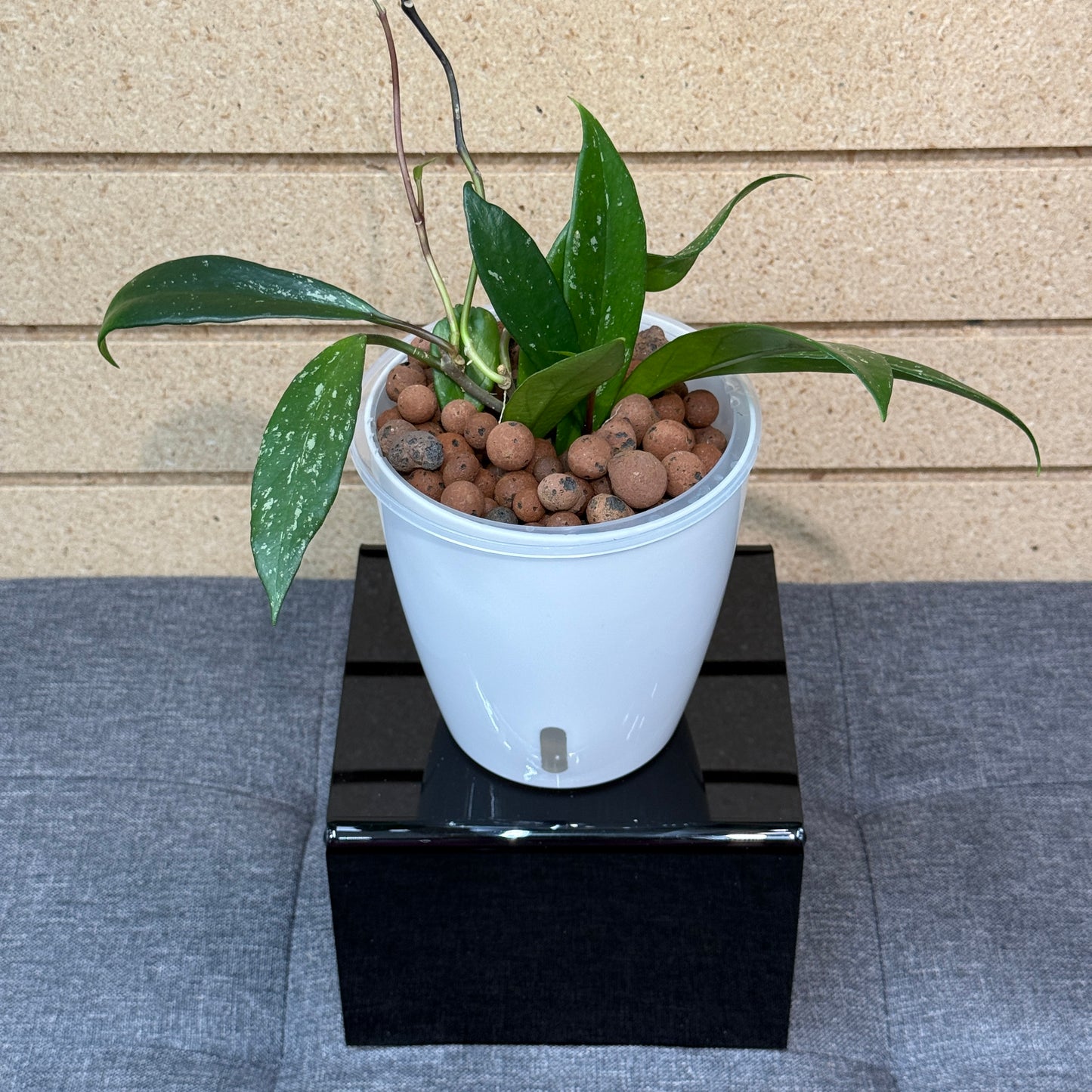 Hoya Pubicalyx Royal Hawaiian,  Pre-Planted