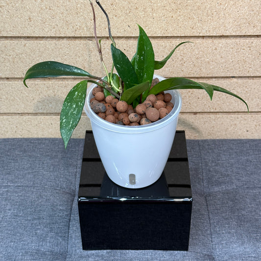 Hoya Pubicalyx Royal Hawaiian,  Pre-Planted