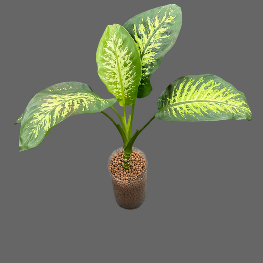 Dieffenbachia Tropical Snow XXL Cylindar Vase, Pre-Planted