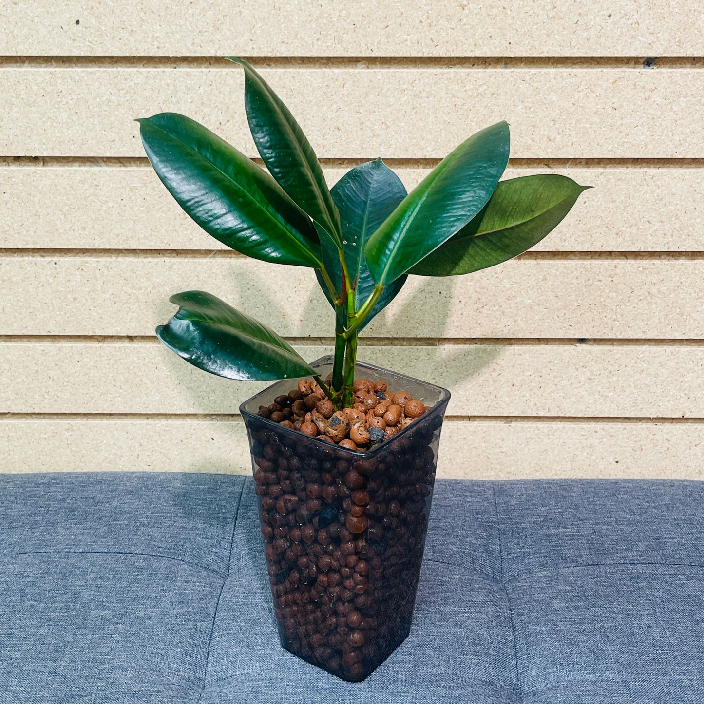 Ficus Rubber Tree Burgundy Smokey Rectangle Vase, Pre-Planted