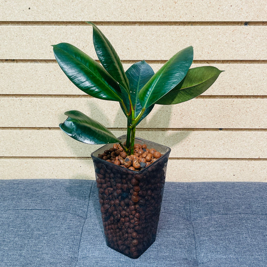 Ficus Rubber Tree Burgundy Smokey Rectangle Vase, Pre-Planted