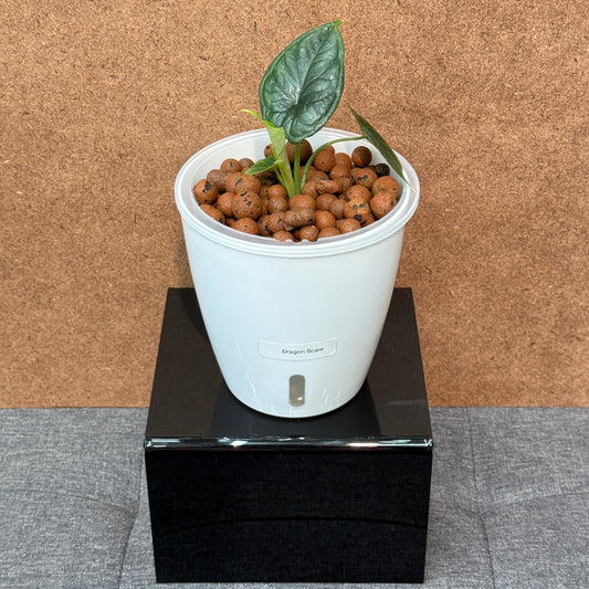 Alocasia Dragon Scale Pre-Planted