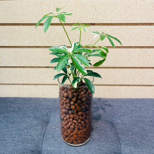 Schefflera Dwarf Umbrella Plant Variegata Large Vase, Pre-Planted