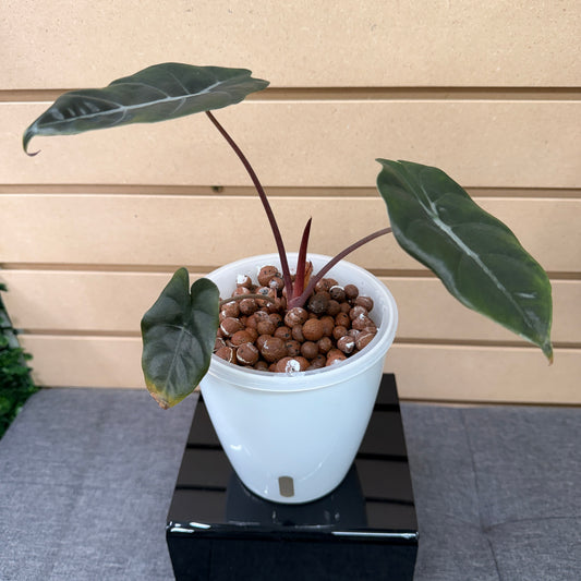 Alocasia Chantrieri Pre-Planted