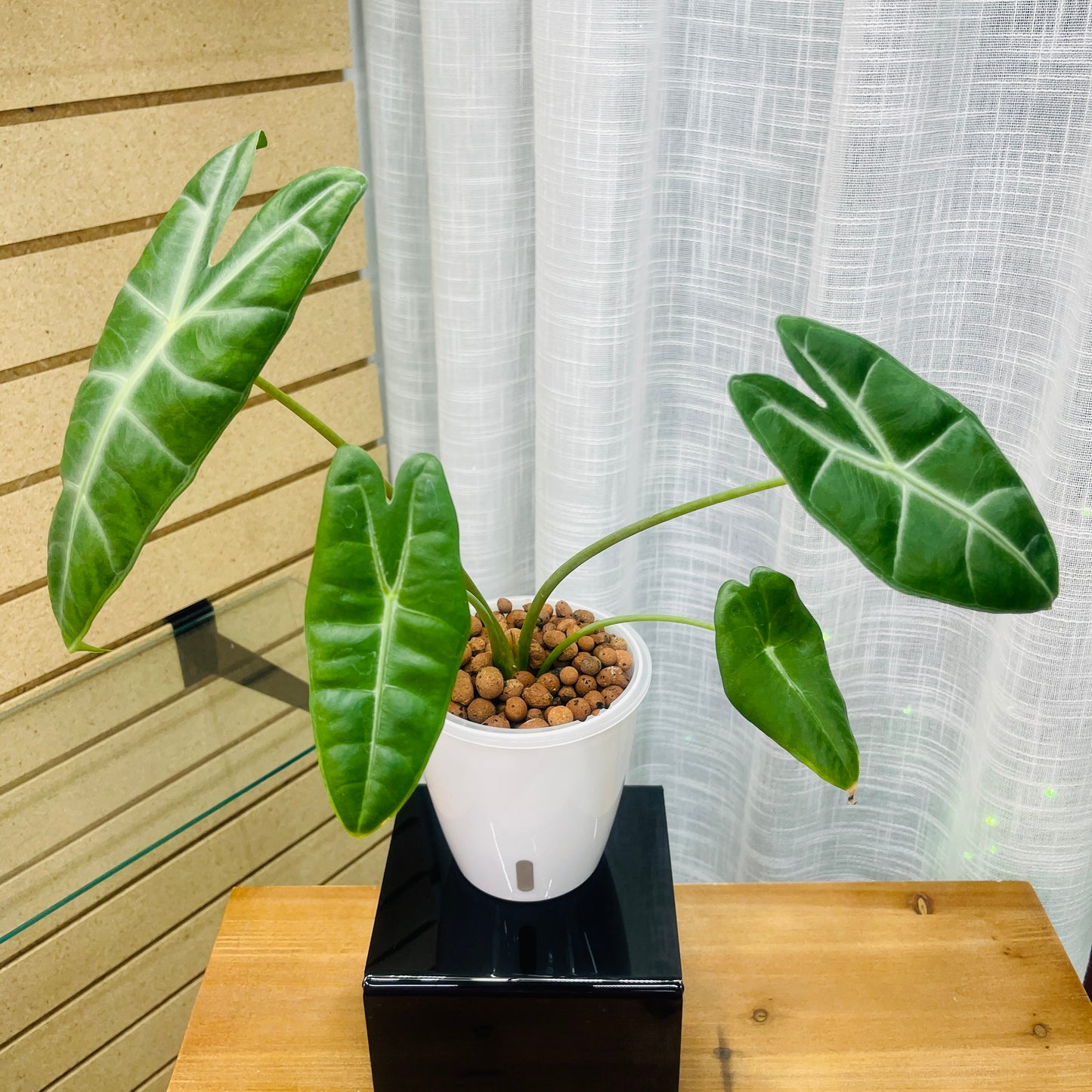 Alocasia Longiloba, Pre-Planted