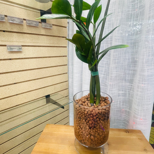 ZZ Green Zamioculcas Zamiifolia, XL Pedestal Vase, Pre-Planted