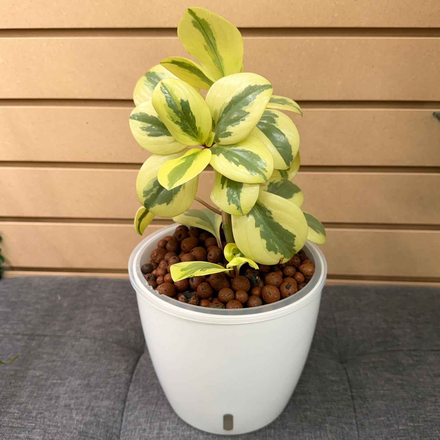 Peperomia Obtusifolia Variegated 7 Inch, Pre-Planted
