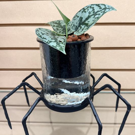 Scindapsus Silver Lady Self-Watering Vase Spider, Pre-Planted