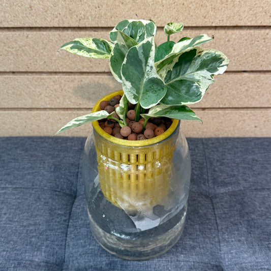 Epipremnum Aureum Pearls and Jade Self-Watering Vase, Pre-Planted