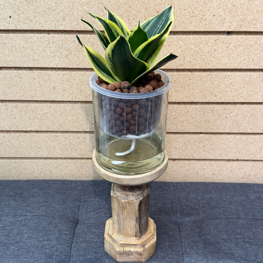 Sansevieria Laurentii Bird's Nest Self-Watering Vase w/Wooden Stand, Pre-Planted