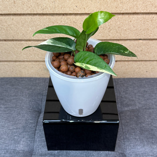 Epipremnum Albo, Pre-Planted
