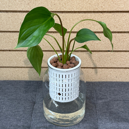 Philodendron Emerald Green Self-Watering Vase, Pre-Planted
