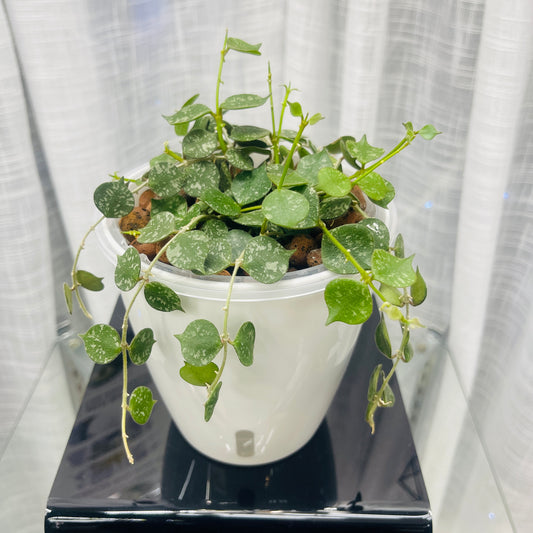 Hoya Curtisii,  Pre-Planted