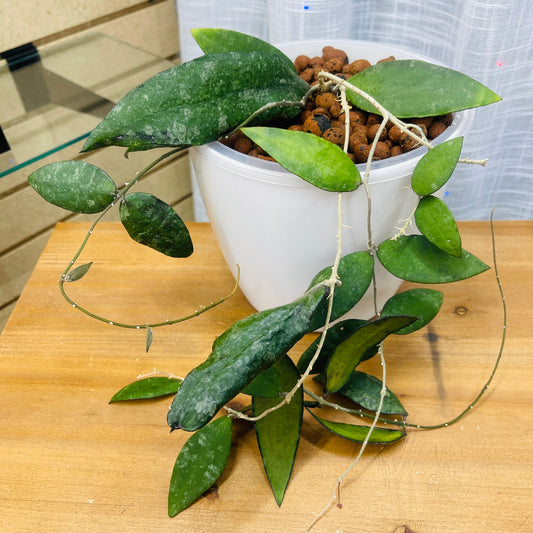 Hoya Caudata Sumatra Silver 7 Inch,  Pre-Planted