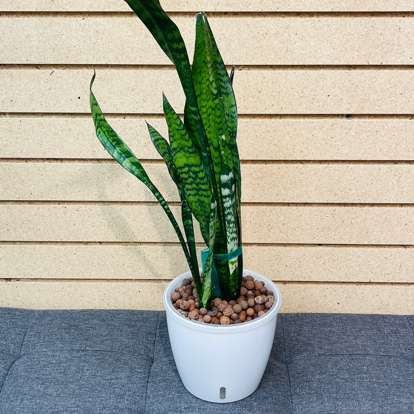 Sansevieria Snake Plant Green Stripe 7 Inch, Pre-Planted