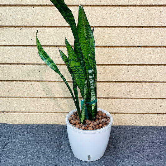 Sansevieria Snake Plant Green Stripe 7 Inch, Pre-Planted