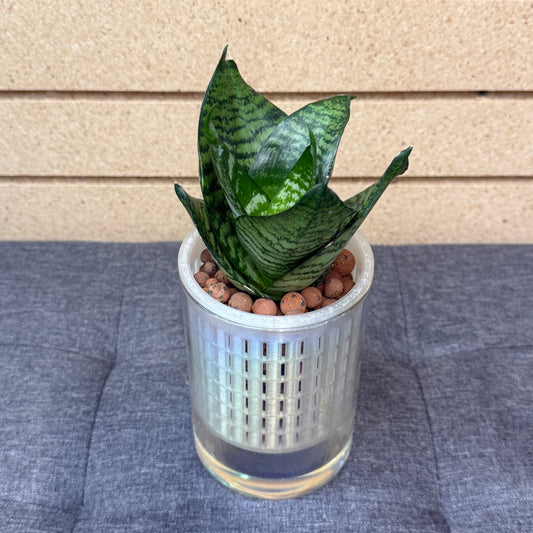 Sansevieria Green Stripe Bird's Nest Self-Watering Vase Iridescent, Pre-Planted