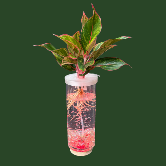Aquaponic Vase