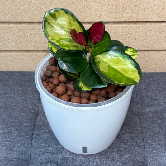 Hoya Australis Lisa 7 Inch, Pre-Planted
