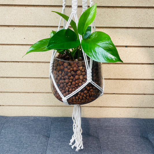 Pothos Hawaiian Macrame Vase, Pre-Planted